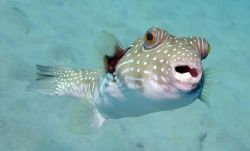 Eye's for You - photographed at Kahe Beach Park off of th... by Glenn Poulain 
